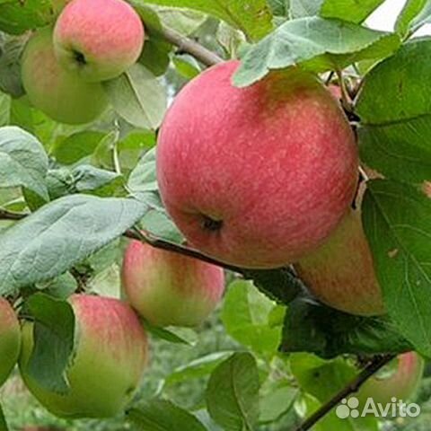 Сорт ежевики вождь Сорт ежевики вождь
