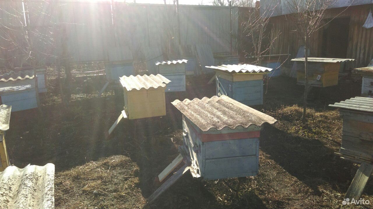 Пчелосемья с 10-12 рамами купить на Зозу.ру - фотография № 1