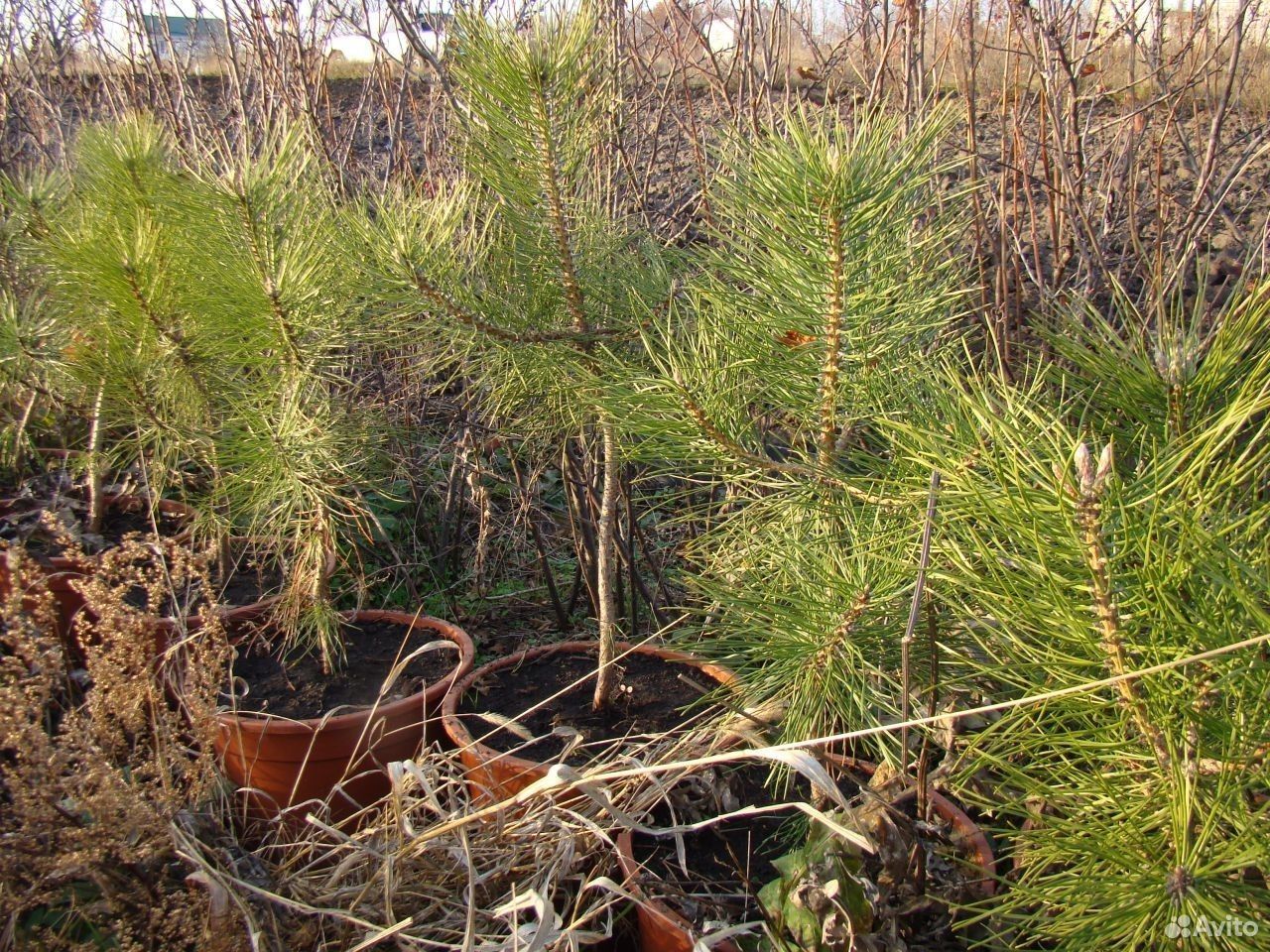 Как выращивать крымскую сосну. Сосна палласа крымская. Сосна крымская. Сосна крымская фиолент. Как выращивать крымскую сосну.