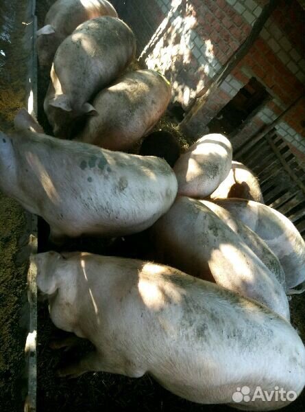 Домашние свиньи на мясо купить на Зозу.ру - фотография № 2