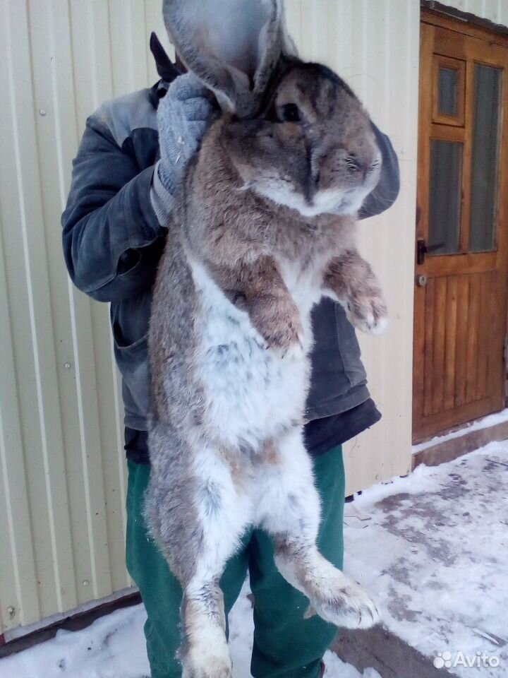 Кролики крупной мясной породы(гиганты) фландр купить на Зозу.ру - фотография № 1