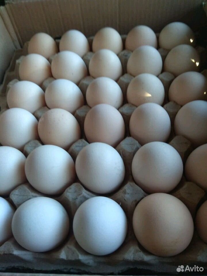 Купить инкубационное яйцо в свердловской области. Яйцо инкубационное венгрияголошейки. Яйца куриные инкубационные. Яйцо куриное фермерское. Домашние куриные яйца.