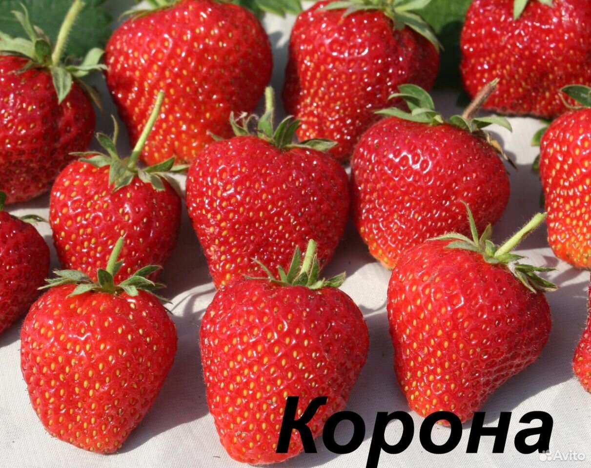 сорта клубники голландской селекции фото группу, достигшую
