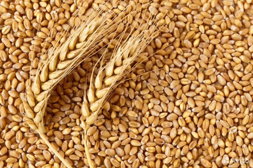 Пшеница чистая, без применение гербицидов купить на Зозу.ру - фотография № 3