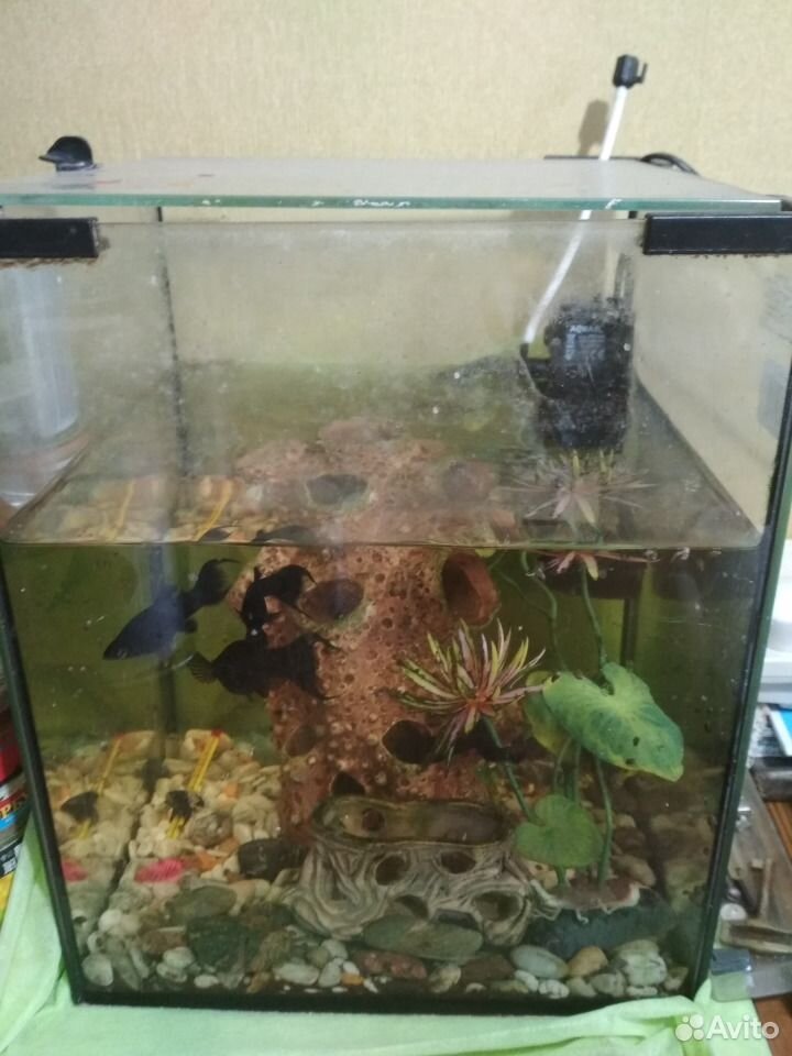 Продам аквариум с рыбой купить на Зозу.ру - фотография № 1