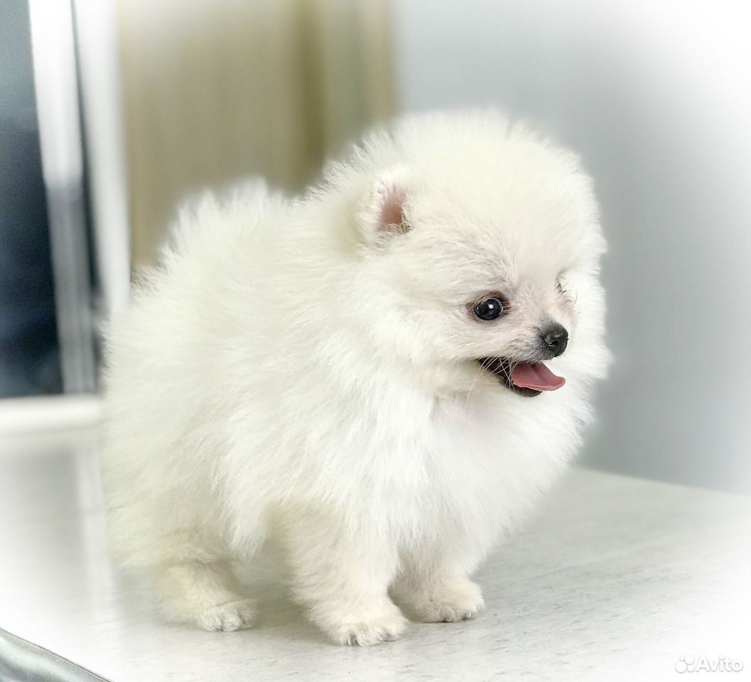 шпиц екатеринбург