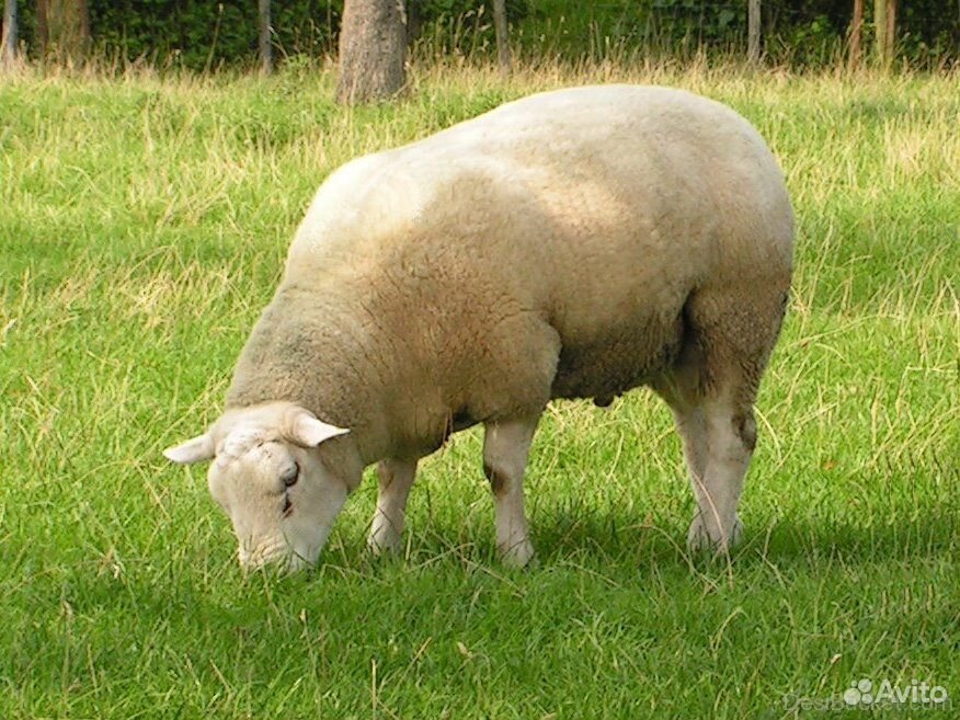 Овцы, бараны, ягнята купить на Зозу.ру - фотография № 1