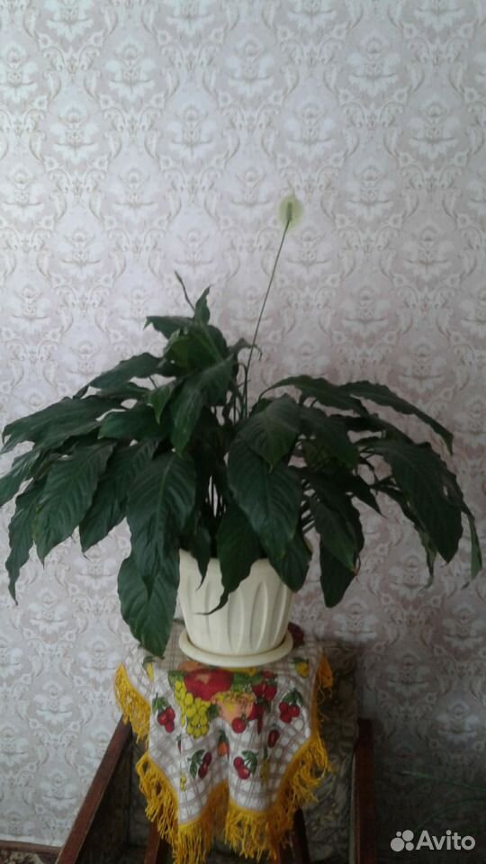 Спатифиллум (Spathiphyllum) купить на Зозу.ру - фотография № 2
