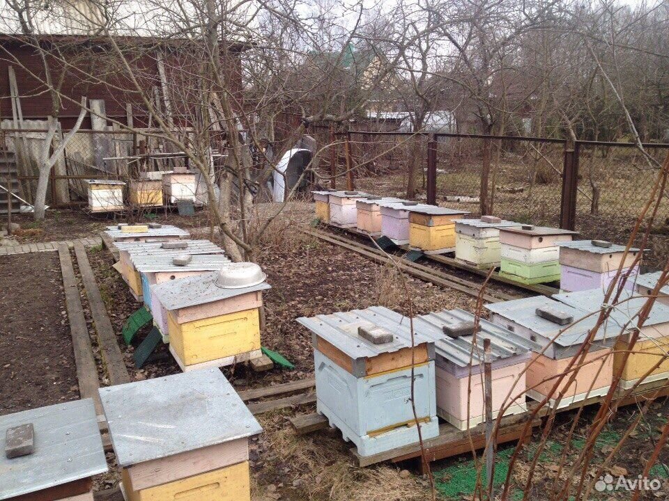 Пчелосемьи (пчелы) в городе Пушкин купить на Зозу.ру - фотография № 2