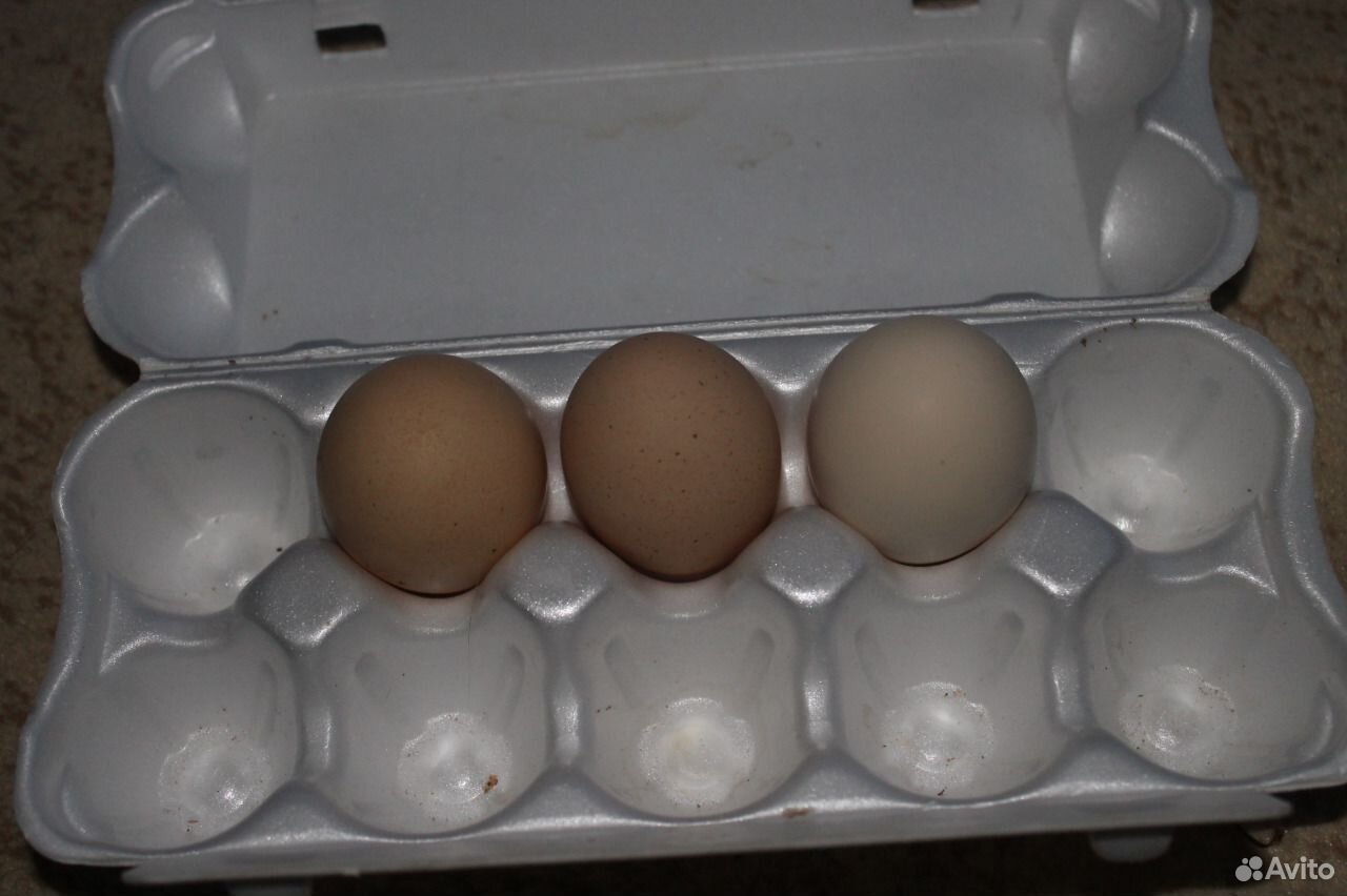Яйца инкубационные купить сергиев посад. Купить инкубационное яйцо в Москве и Московской области.
