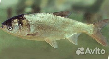 Живая рыба толстолобик для пруда купить на Зозу.ру - фотография № 3