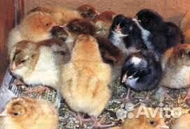 Цыплята цветные домашние купить на Зозу.ру - фотография № 1