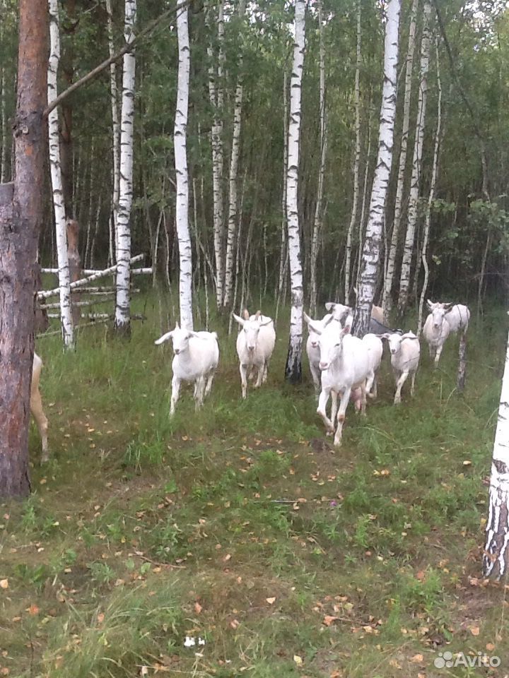 Высоко удойные козы купить на Зозу.ру - фотография № 1