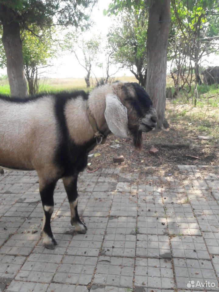 Нубийский козел,коза и козочки купить на Зозу.ру - фотография № 2