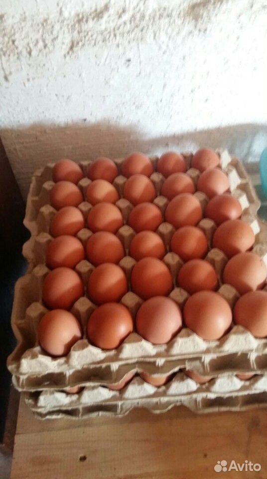 Яйцо домашнее-свойское купить на Зозу.ру - фотография № 1