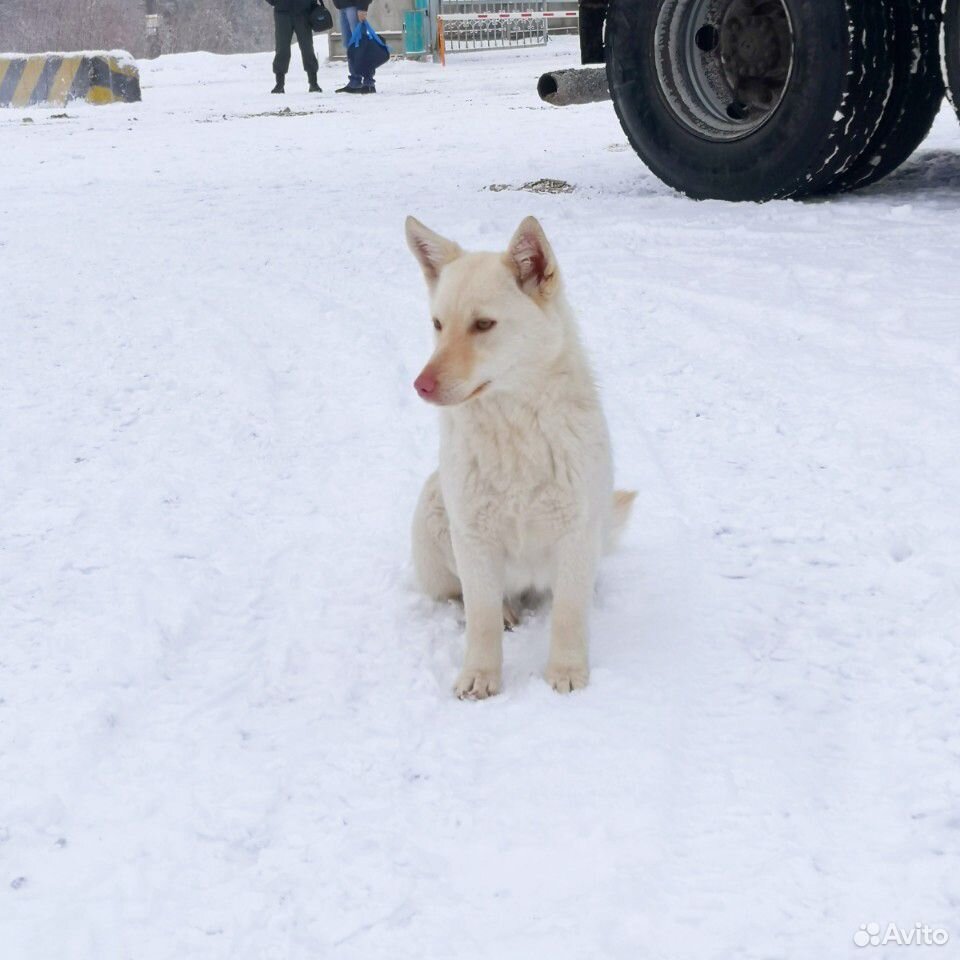 Молодая собачка купить на Зозу.ру - фотография № 6