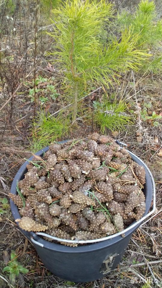 Семена Сосны обыкновенной - Pinus silvestris L купить на Зозу.ру - фотография № 7