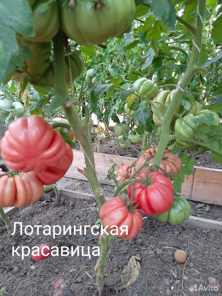 Семена редких томатов-сорта купить на Зозу.ру - фотография № 7