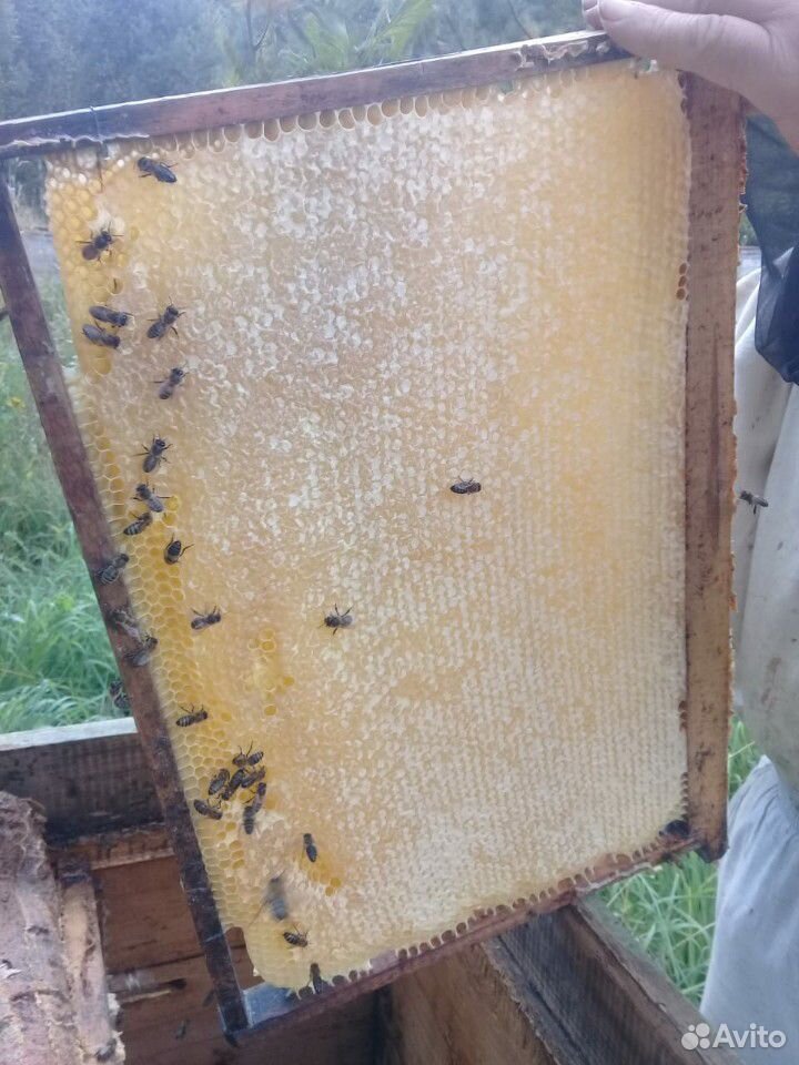 Среднерусские пчелопакеты купить на Зозу.ру - фотография № 3