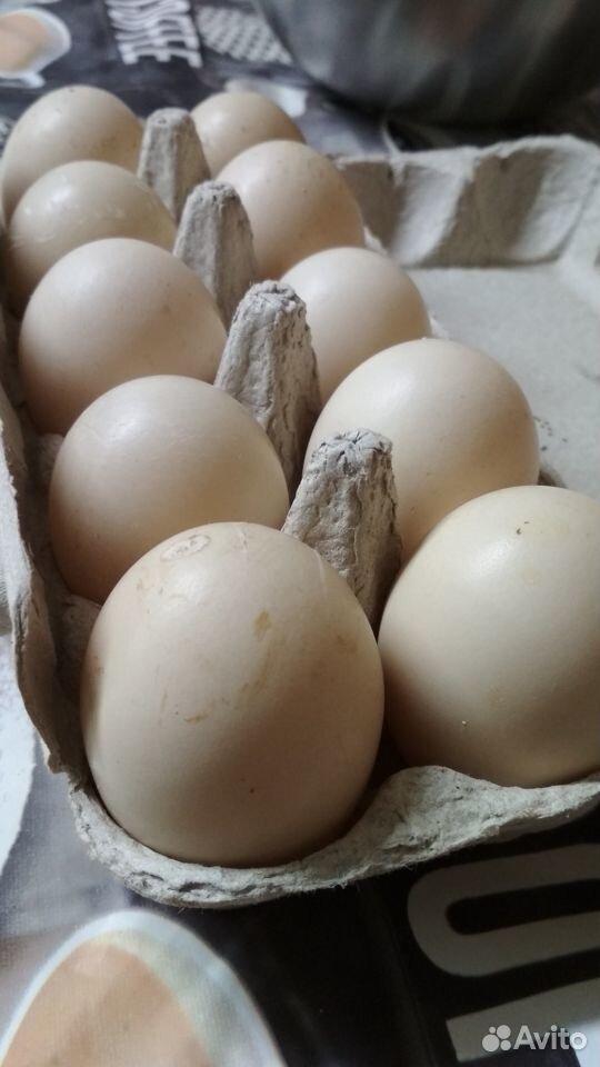 Инкубационные яйца мускусной утки (индоутки) купить на Зозу.ру - фотография № 1