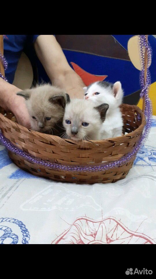 Котята мальчики, ловят мышей, ласковые,добрые,к ло купить на Зозу.ру - фотография № 2