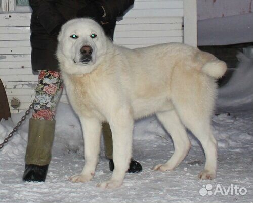 Собака похожая на алабая. Алабай авито Россия. Купить щенка алабая Шадринск. Купить щенка алабая в Улан Удэ.