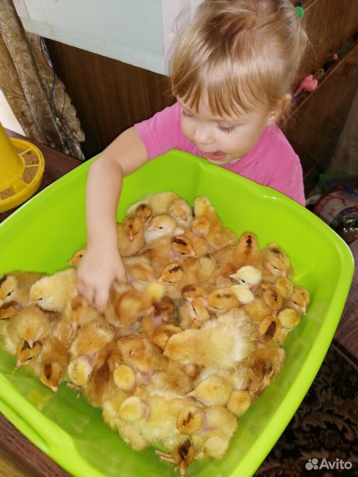 Голошейка цыплята купить на Зозу.ру - фотография № 1