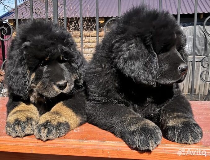 Продам щенков тибетского мастифа купить на Зозу.ру - фотография № 3