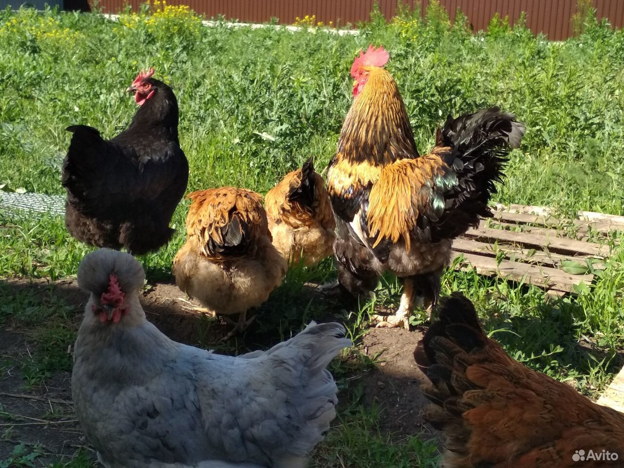 Цыплята от мясо-яичных кур купить на Зозу.ру - фотография № 8