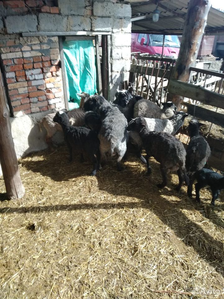 Баран и овцы с ягнятами купить на Зозу.ру - фотография № 5