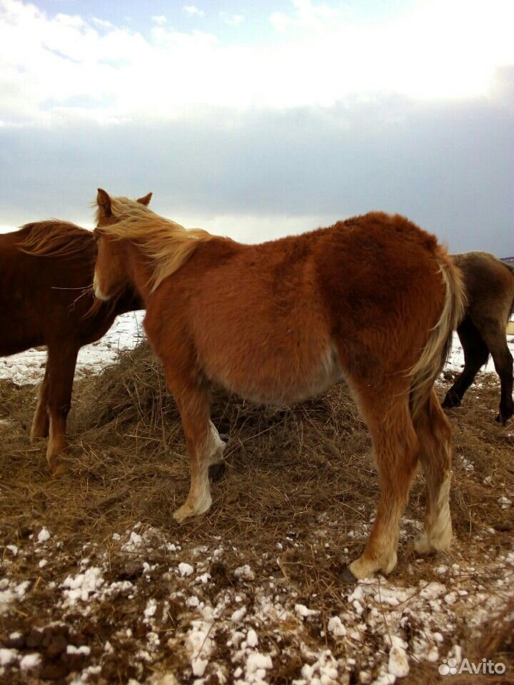 Лошади, кобылы, жеребцы купить на Зозу.ру - фотография № 3