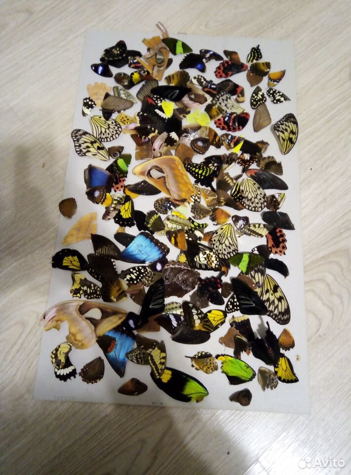 Крылья бабочек купить на Зозу.ру - фотография № 1