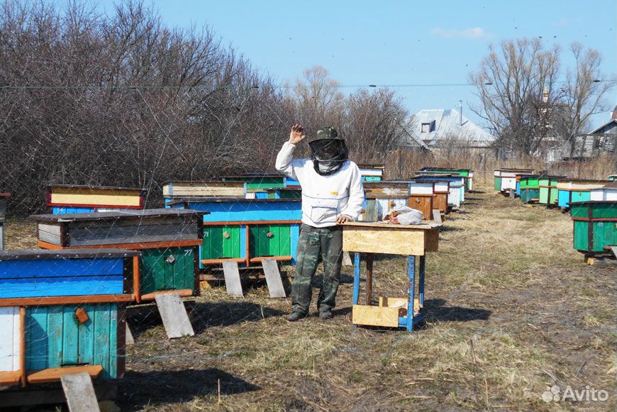 Утепленные ульи с карпатскими пчелами купить на Зозу.ру - фотография № 2