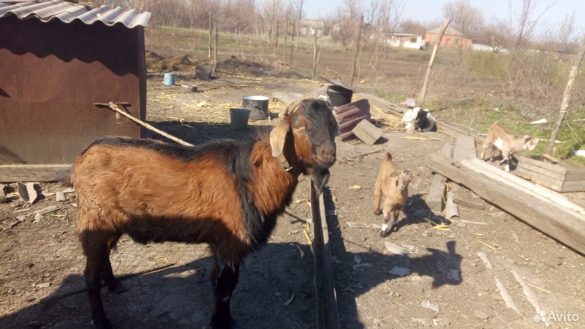 Нубийский козел купить на Зозу.ру - фотография № 5