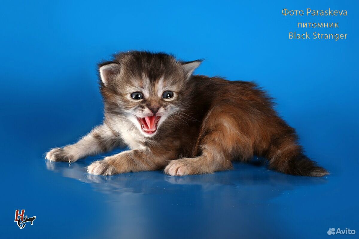 Сибирские котятки с документами купить на Зозу.ру - фотография № 6