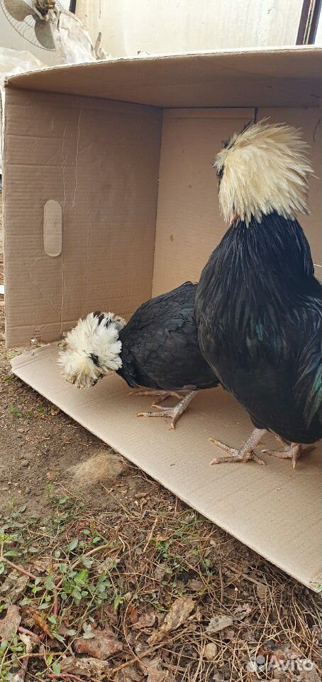 Цыплята голландской белохохлой купить на Зозу.ру - фотография № 7
