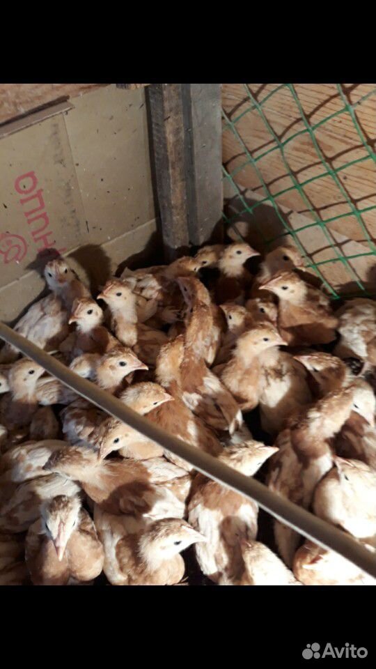 Продам цыплят от 1месяца до 2.8месяца и гусей купить на Зозу.ру - фотография № 4
