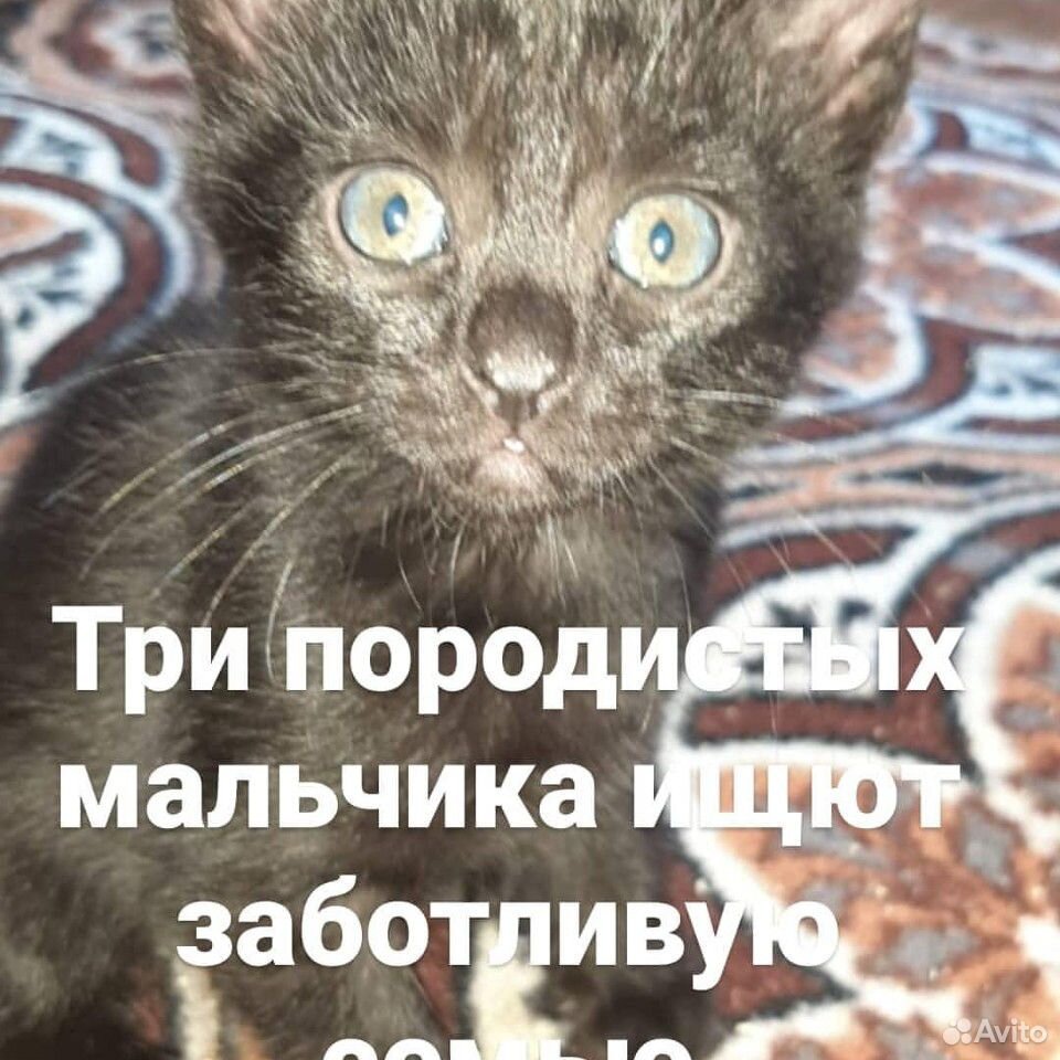 Пародистые котята купить на Зозу.ру - фотография № 1