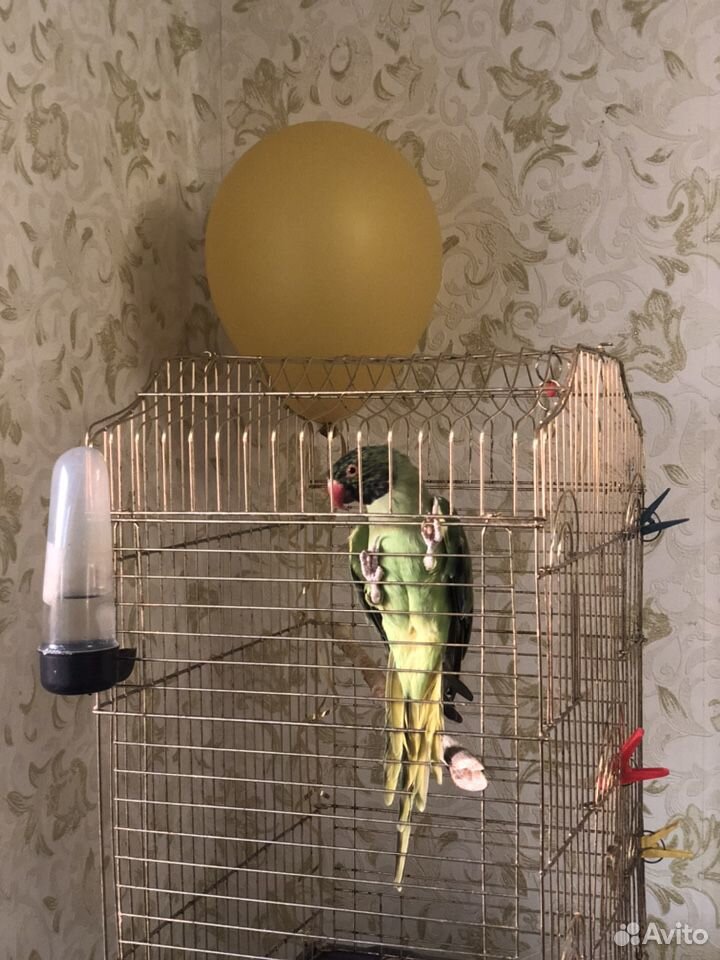 Ожереловый попугай купить на Зозу.ру - фотография № 1
