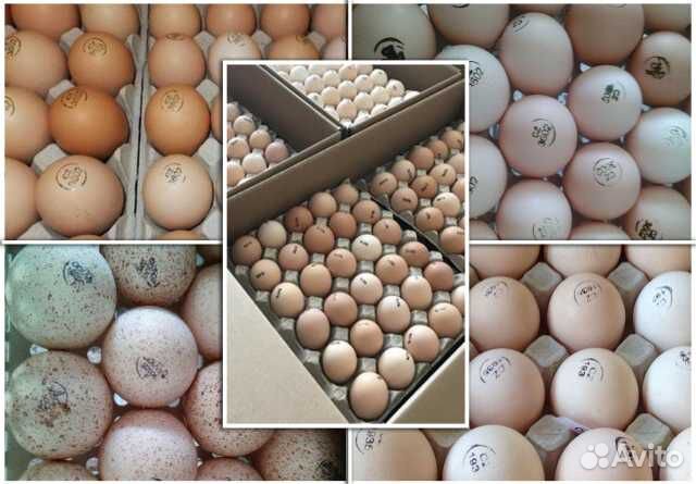 Инкубационное яйцо домашней птицы купить на Зозу.ру - фотография № 1