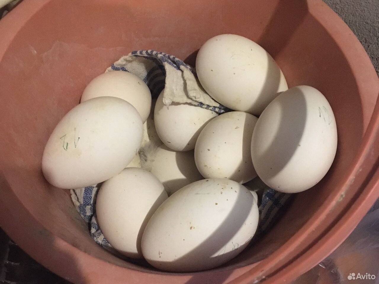 Гусиные яйца. Размер гусиного яйца. Гусиные яйца купить. Яйца гусиные купить в Кемерово. Купить гусиное яйцо на авито
