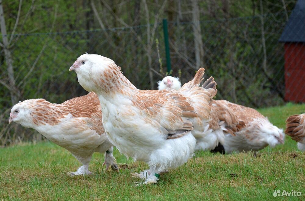 Куры, цыплята, инкубационные яйца купить на Зозу.ру - фотография № 2