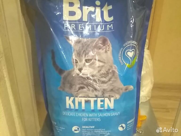 Brit kitten
