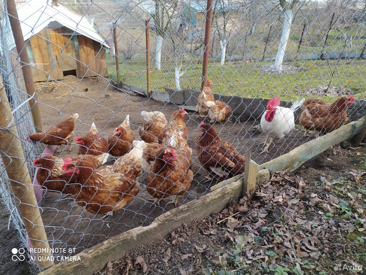 Домашние куриные яйца доставка бесплатно купить на Зозу.ру - фотография № 5
