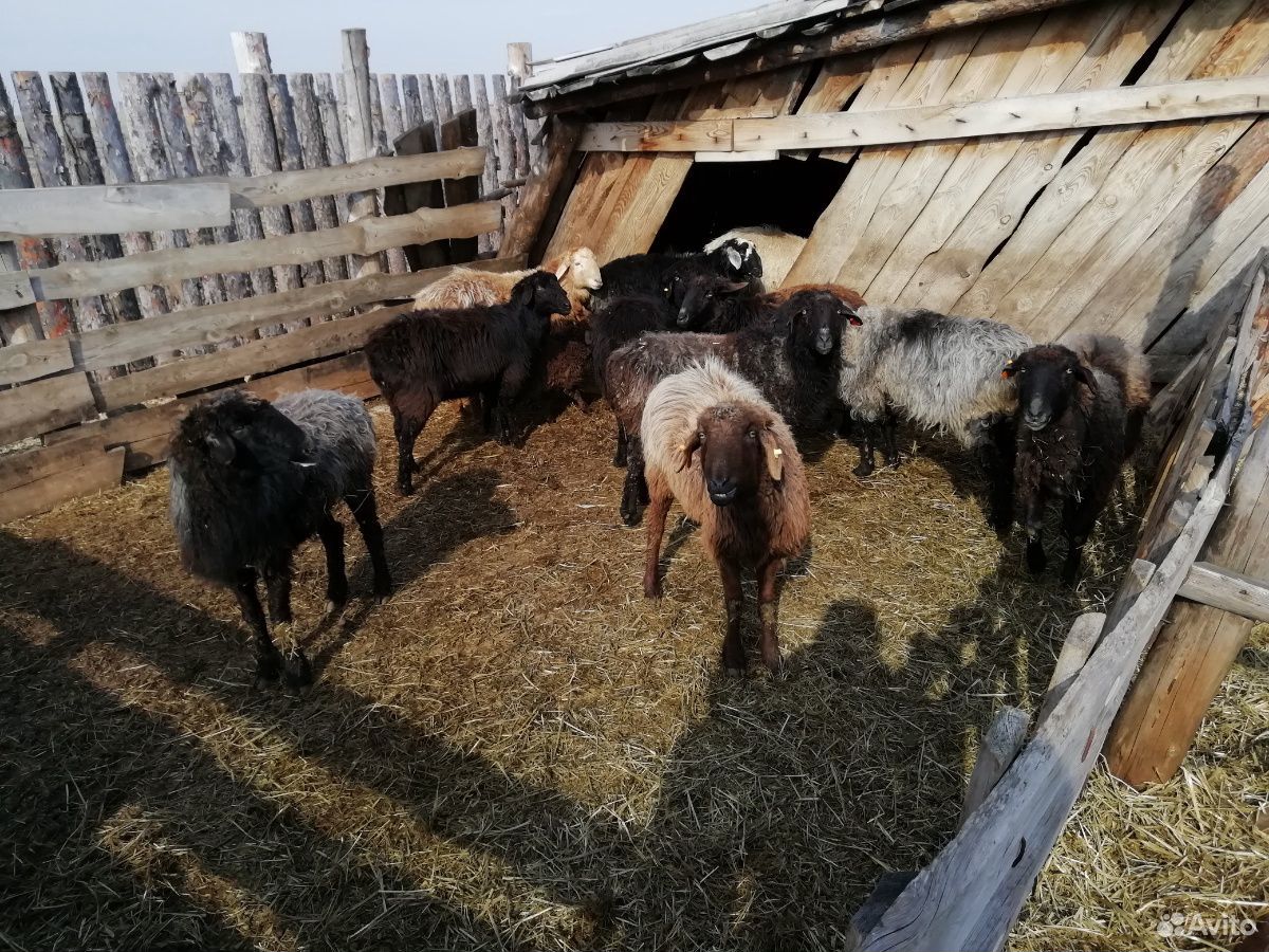 Курдючные овечки купить на Зозу.ру - фотография № 2