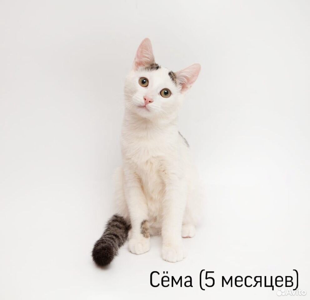 Кот сема