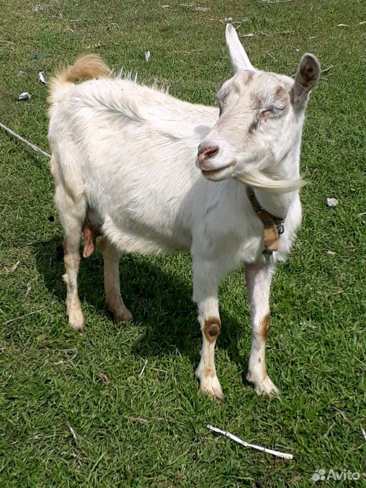Козлик и коза купить на Зозу.ру - фотография № 4