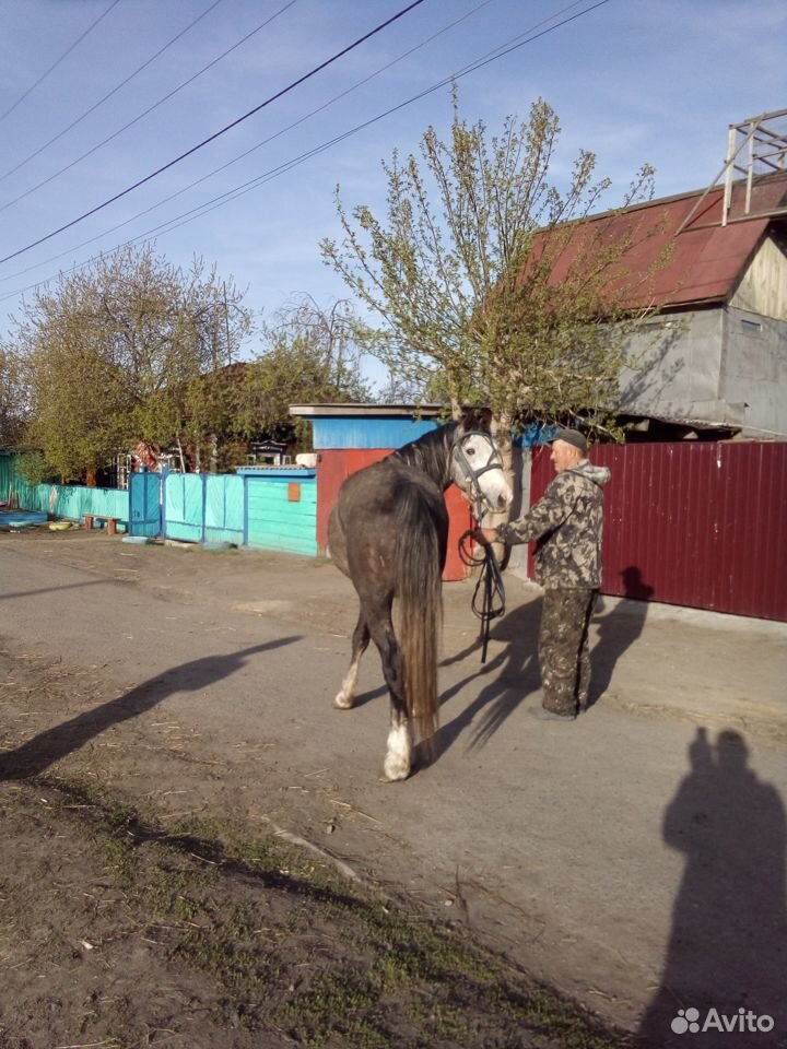 Продаю коней купить на Зозу.ру - фотография № 4