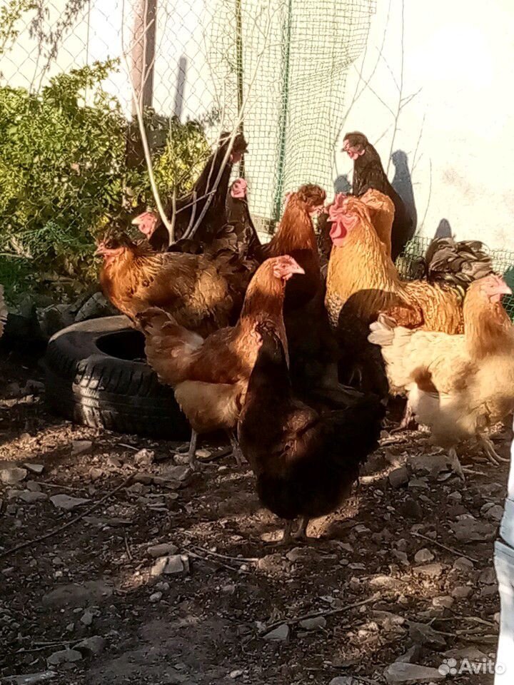 Инкубационные куриные яйца купить на Зозу.ру - фотография № 6
