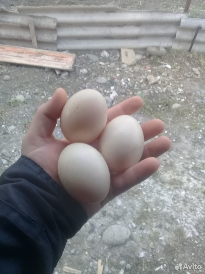 Яйца индоуток купить на Зозу.ру - фотография № 2